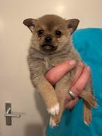 Pomchi puppy nog 1 beschikbaar, Dieren en Toebehoren, Overige rassen, 8 tot 15 weken, Parvo, Meerdere