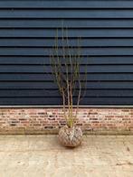 Magnolia kobus 🌳 (Noordelijke Japanse magnolia) meerstam, Ophalen, Overige soorten, Volle zon