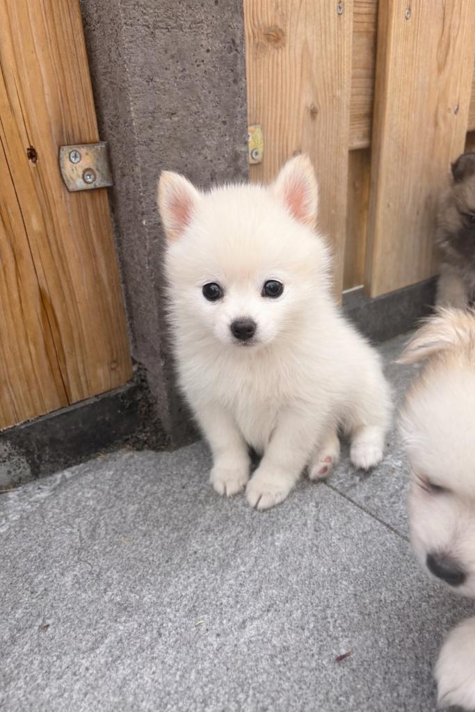 Pomsky pups pomsky x pomeriaan, Dieren en Toebehoren, Honden | Poolhonden, Keeshonden en Oertypen, Overige rassen, 8 tot 15 weken