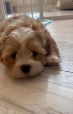 Super mooi Maltipoo pup reutje, Dieren en Toebehoren, Honden | Chihuahua's en Gezelschapshonden, Poedel, Parvo, Reu, 8 tot 15 weken