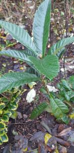 Japanse wolmispel (Eriobotrya japonica), Minder dan 100 cm, Lente, Overige soorten, Ophalen of Verzenden