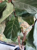 XXL FYCUS LYRATA VIOOL PLANT 175X100 CM INCL MOOIE MAND, Ophalen, Ficus, Halfschaduw, 150 tot 200 cm