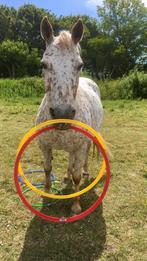 Weidengang aangeboden, Weidegang