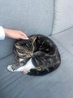 Kat vermist, Dieren en Toebehoren, Vermiste en Gevonden Dieren, Kat