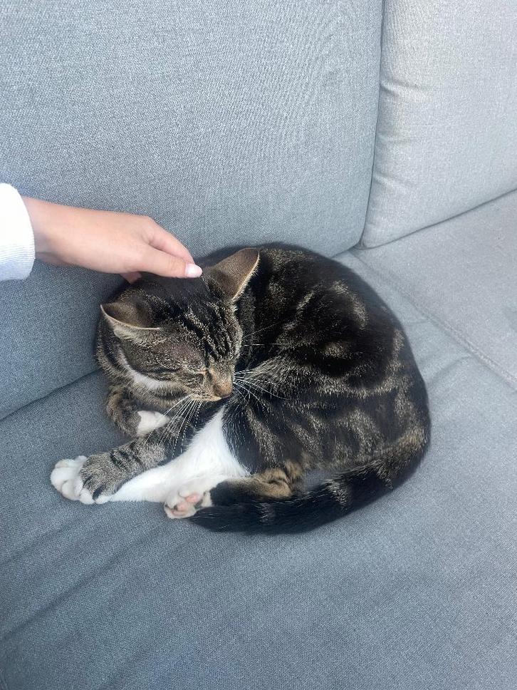 Kat vermist Barendrecht Riederhoek, Dieren en Toebehoren, Vermiste en Gevonden Dieren, Kat