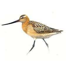 Bonte  gruto, Dieren en Toebehoren, Vrouwelijk, Overige soorten