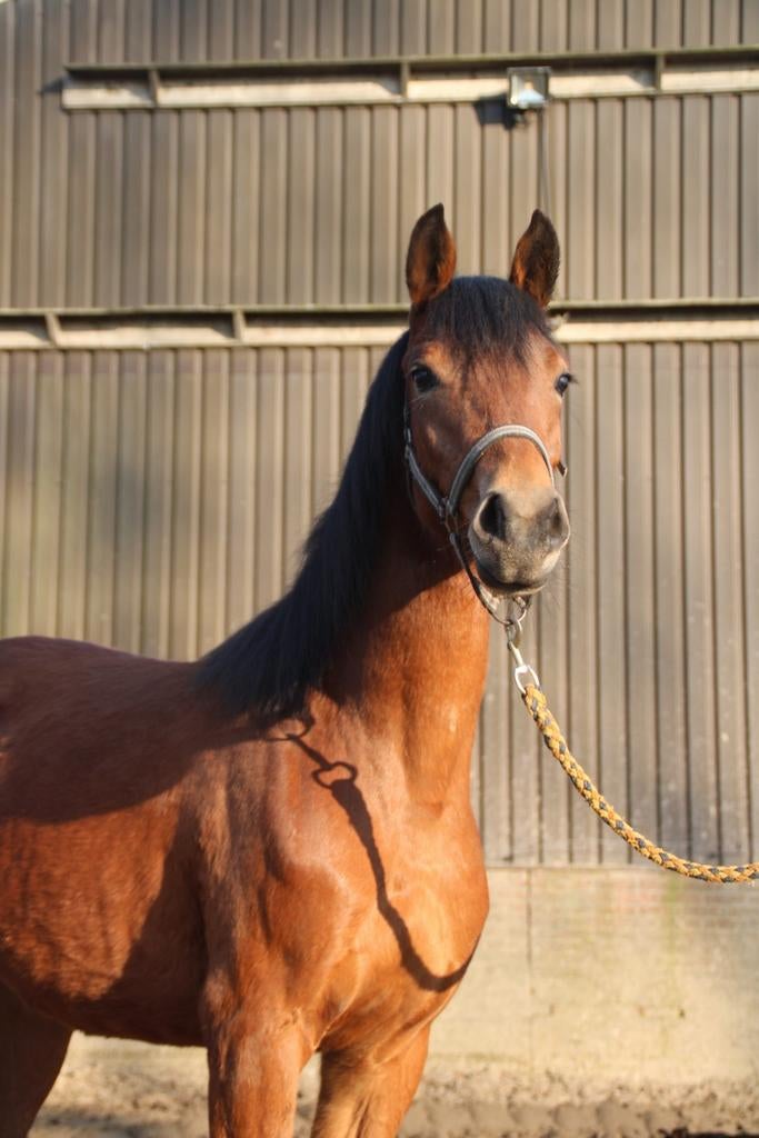 2 jr apart gefokte d pony, Dieren en Toebehoren, Paarden, Merrie, 0 tot 2 jaar