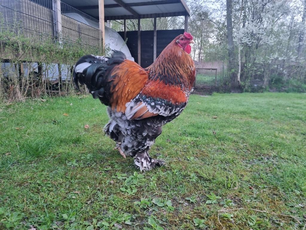 Brahma haan en hen 2 jaar oud postelein, Dieren en Toebehoren, Pluimvee, Meerdere dieren, Kip