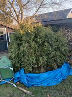 Hele mooie grote haagconiferen, Ophalen, Bloeit niet, Halfschaduw, Overige soorten