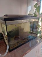 70L Aquarium Compleet met Vissen, Accessoires & Decoratie, Ophalen, Zo goed als nieuw, Gevuld zoetwateraquarium