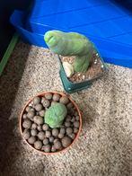 Twee unieke cactusplanten - San Pedro peniscactus, Overige soorten, Volle zon, Vaste plant, Ophalen of Verzenden