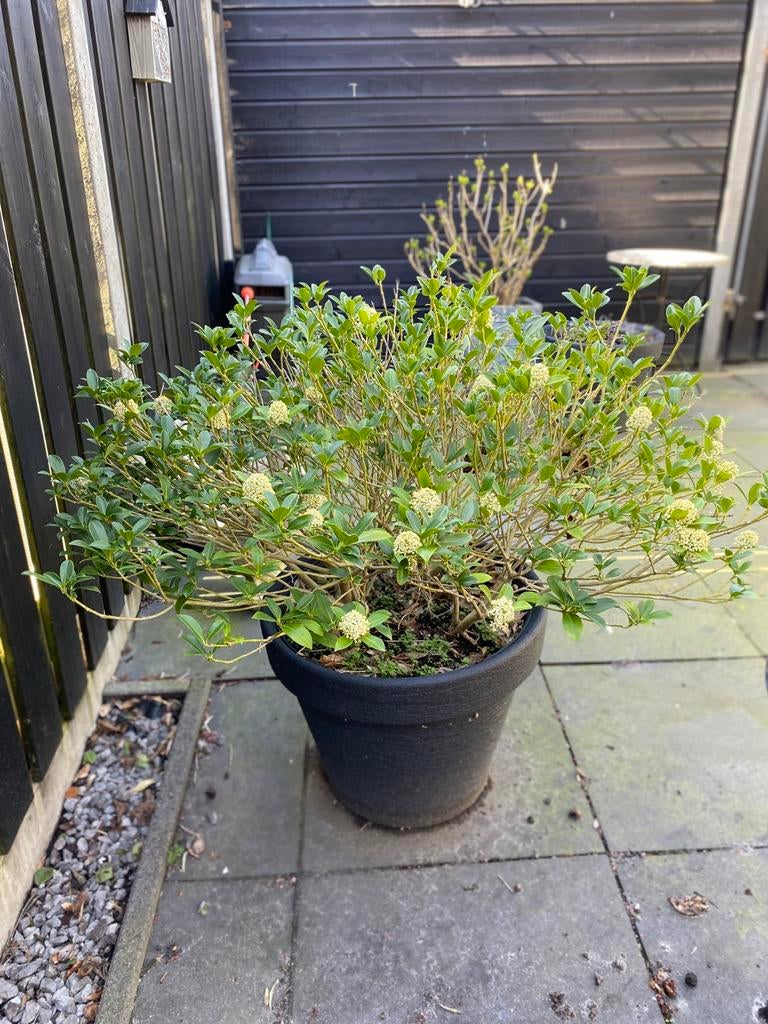 Witte skimmia, Tuin en Terras, Ophalen, Volle zon, Overige soorten, 100 tot 250 cm