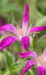 Geranium Thurstonianum, Ophalen, Volle zon