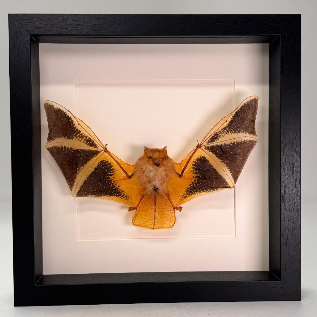 Opgezette vleermuis in lijst Kerivoula picta - 25 x 25 cm, Verzamelen, Dierenverzamelingen, Ophalen of Verzenden, Nieuw, Insect