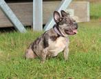 Franse bulldog teef, Dieren en Toebehoren, Honden | Bulldogs, Pinschers en Molossers, Particulier, Buitenland, Teef, Parvo