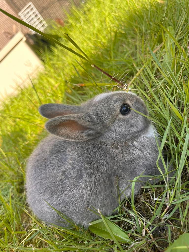 Baby konijntjes, Dieren en Toebehoren, Konijnen, Geslacht onbekend, Dwerg