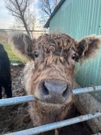 Belted galloways, Meerdere dieren, 3 tot 6 jaar