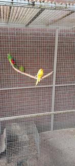 Kakariki, Dieren en Toebehoren, Vogels | Parkieten en Papegaaien, Mannelijk, Parkiet