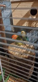 Een koppel agapornis Roseicollis, Meerdere dieren, Dwergpapegaai of Agapornis