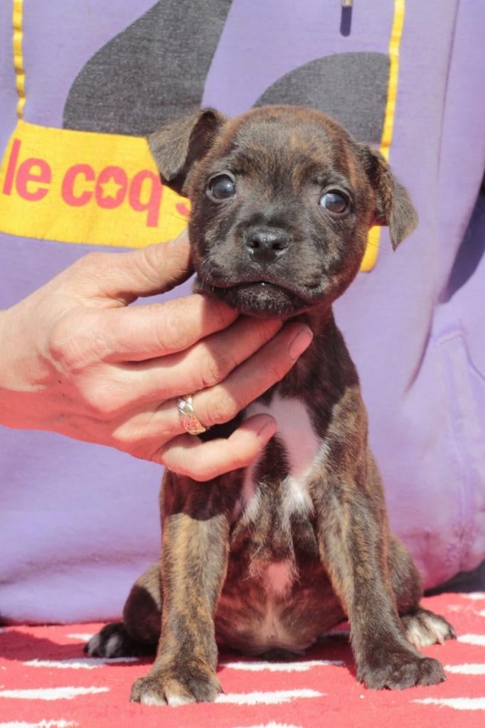 Staffordshire bull terriër reutje beschikbaar, Particulier, 15 weken tot 1 jaar, Buitenland, Parvo