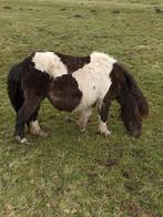 Prachtige, drachtige shetland merrie., Merrie, Met stamboom, A pony (tot 1.17m), 7 tot 10 jaar