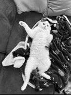 Lieve kater van 2,5 jaar, Dieren en Toebehoren, Katten en Kittens | Overige Katten, Kater, Kortharig, 3 tot 5 jaar