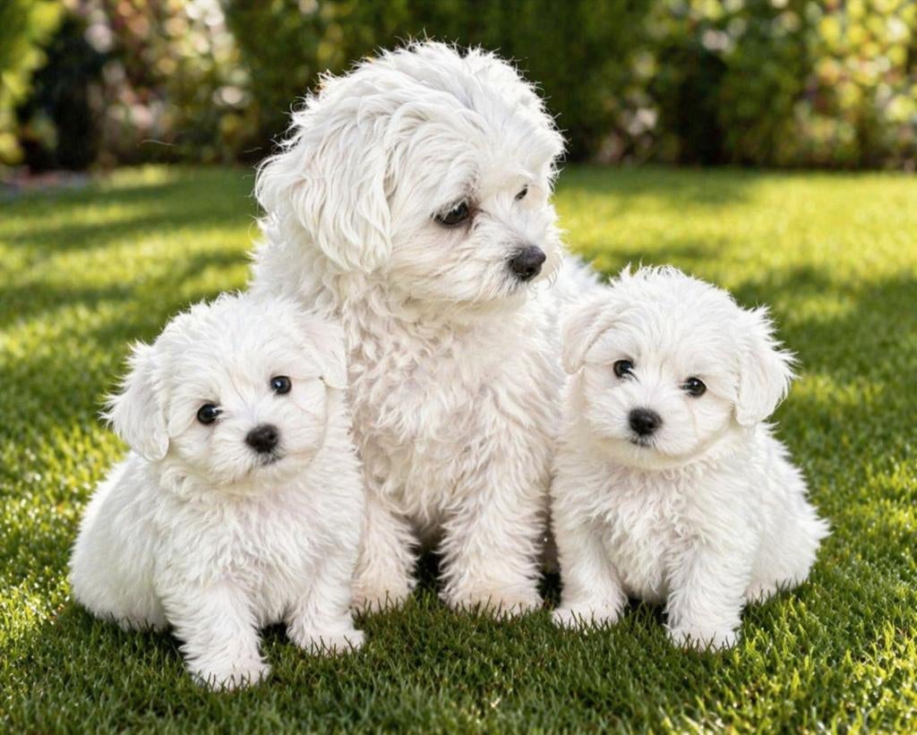 Super mooie maltezer pups, Maltezer, Parvo, Reu, 8 tot 15 weken