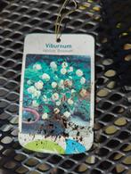 Grote Gelderse Roos / Sneeuwbal (Viburnum opulus 'Roseum'), Tuin en Terras, Planten | Tuinplanten, Ophalen of Verzenden, Vaste plant