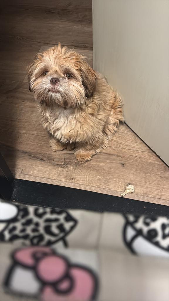 Shih shtzu mannetje, Dieren en Toebehoren, Honden | Chihuahua's en Gezelschapshonden, 8 tot 15 weken, Parvo, Eén hond, Nederland