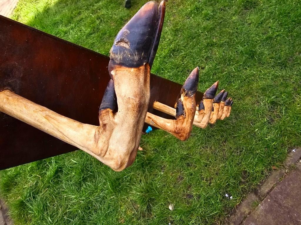 Unieke rustieke kapstok met hertenpoten - Blikvanger, Ophalen of Verzenden, Gebruikt, Hout, Wandkapstok