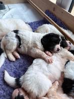 landseer, Nederland, Overige rassen, 8 tot 15 weken, Parvo