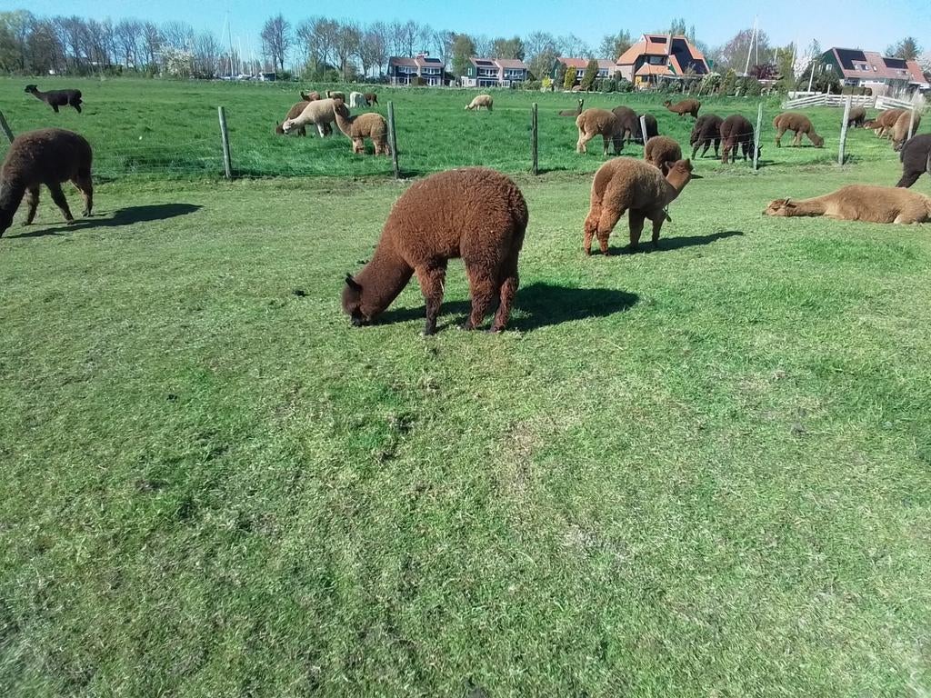 Alpaca merrie, Dieren en Toebehoren, Overige Dieren, Juli, Vrouwelijk