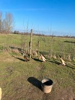 Loopeenden woerden, Dieren en Toebehoren, Mannelijk, Eend