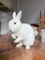 Wit dwergkonijn met blauwe ogen ram, Dieren en Toebehoren, Konijnen, Mannelijk, Dwerg