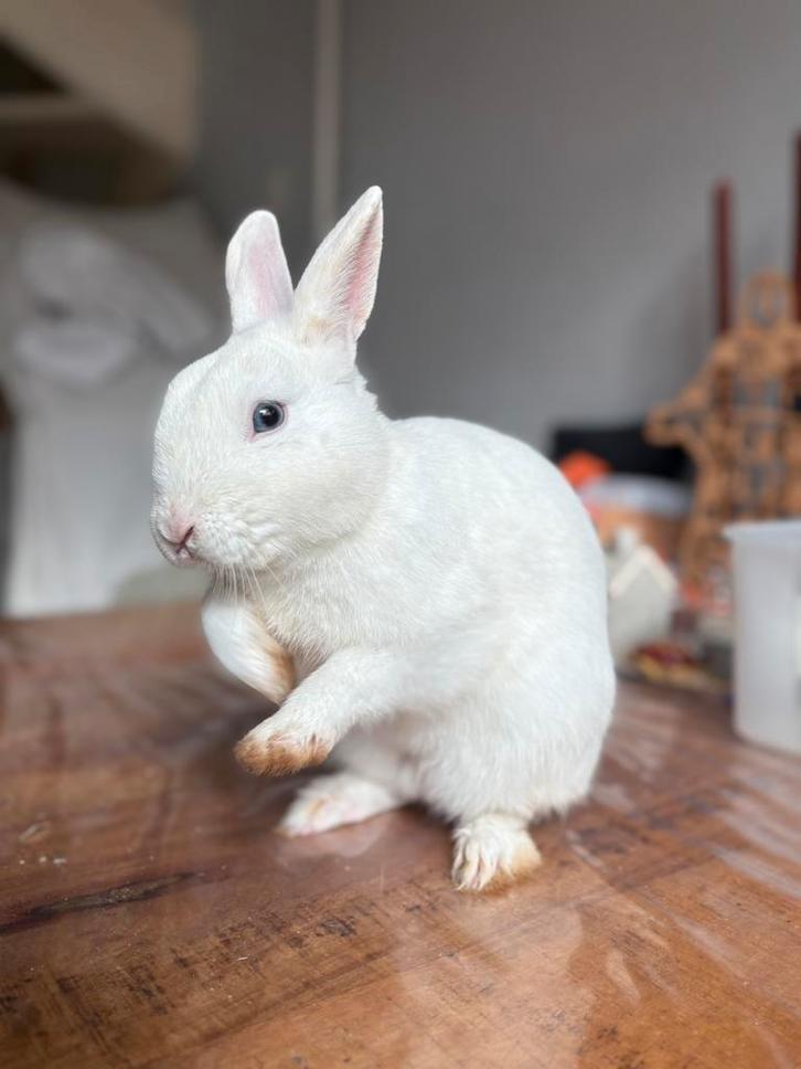 Wit dwergkonijn met blauwe ogen ram, Dieren en Toebehoren, Konijnen, Dwerg, Mannelijk