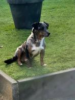 Jack Russell Dekreu Odin, Dieren en Toebehoren, Honden | Dekreuen, Parvo, Reu, Eén hond, 3 tot 5 jaar