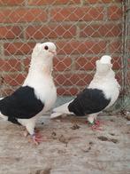 Duitse meeuwen, Dieren en Toebehoren, Vogels | Duiven, Meerdere dieren, Overige soorten