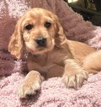 Engelse Cocker spaniël pups, Parvo, Reu, 8 tot 15 weken, Meerdere