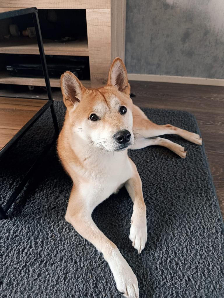 Lieve Shiba Inu van 1,5 jaar, Keeshond, Reu, 1 tot 2 jaar, Eén hond