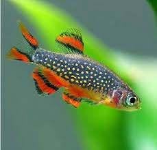 rasbora galaxy €3,95, Dieren en Toebehoren, ., Overige typen, Nieuw, Ophalen of Verzenden