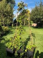 Hedra klimplant , ongeveer 2 meter hoog , 5 stuks . per stuk, Tuin en Terras, Planten | Tuinplanten, Ophalen, Volle zon, Vaste plant