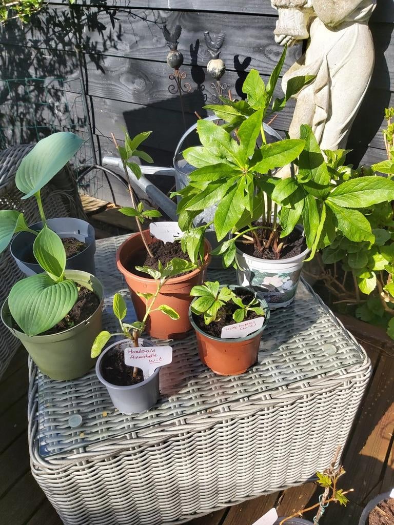 Stekken vaste tuinplanten, Tuin en Terras, Ophalen, Overige soorten, Halfschaduw