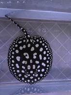 Potamotrygon Black Diamond  (4st), Vis