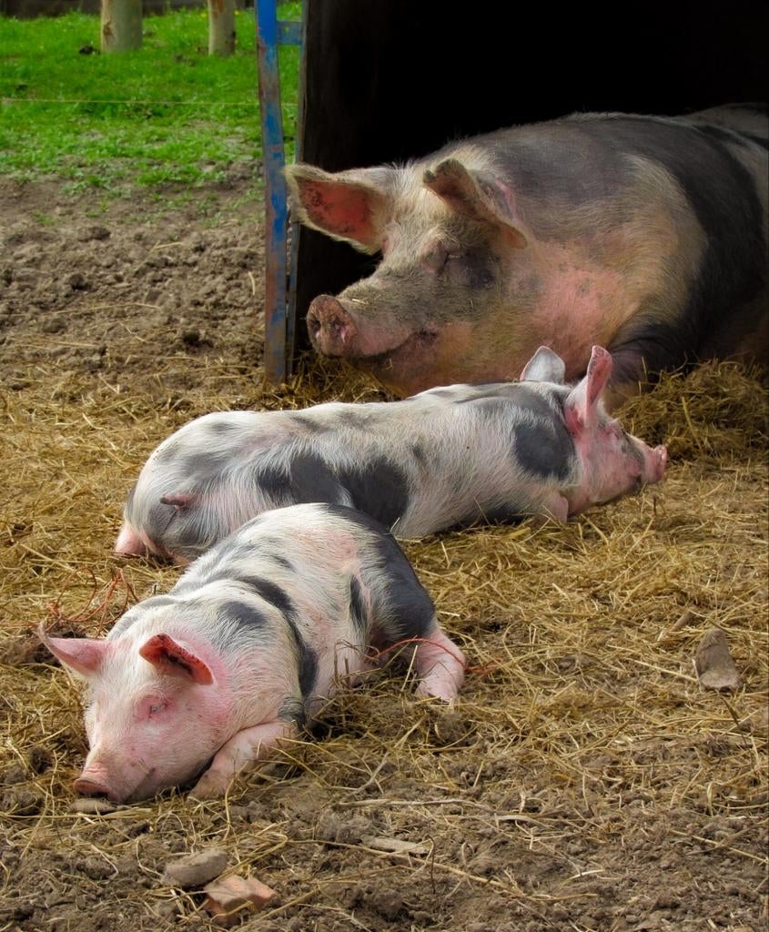 2 gezonde pietrain biggen te koop aangeboden, Dieren en Toebehoren, Schapen, Geiten en Varkens, Varken, Meerdere dieren, 0 tot 2 jaar