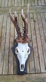 reebok gewei geweien, Ophalen of Verzenden, Zo goed als nieuw, Hert, Gewei of Kop