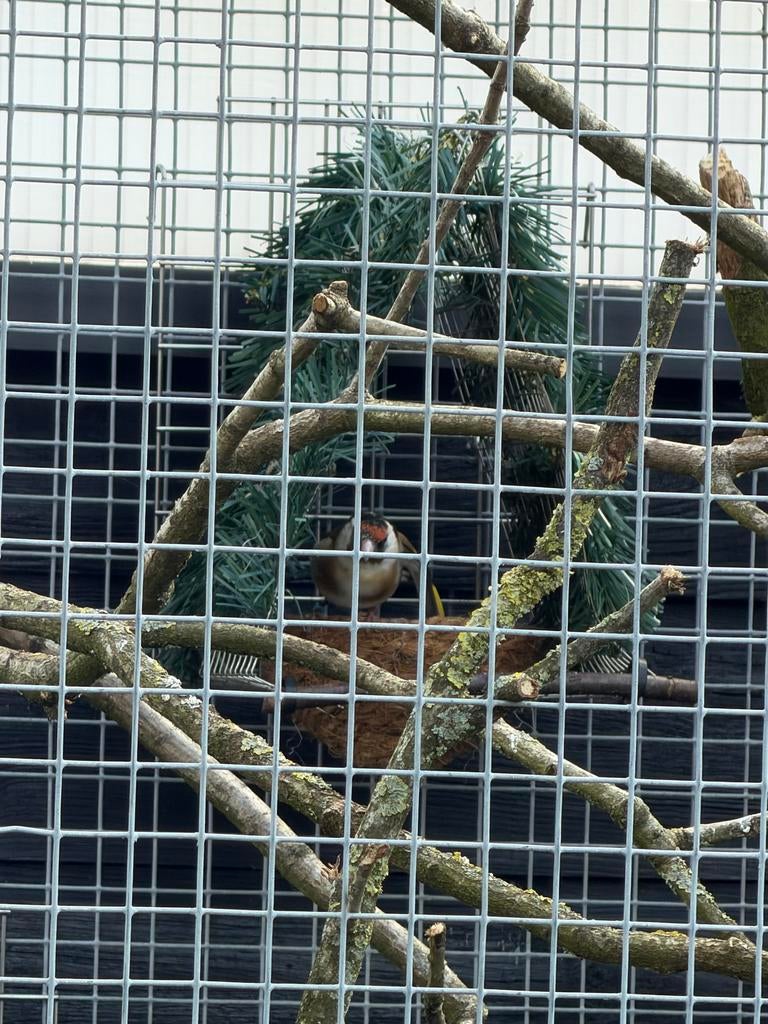 Zeer mooi span majoor putters, Meerdere dieren, Wildzangvogel