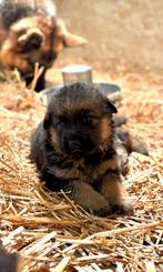 Duitse herder pups te koop, Dieren en Toebehoren, Honden | Herdershonden en Veedrijvers, 8 tot 15 weken, Meerdere, Meerdere dieren