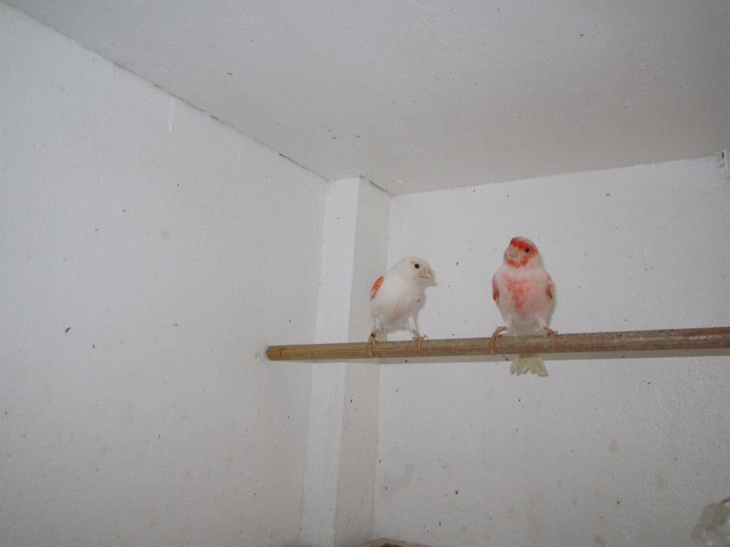 Jong koppel rood wit mozaiek kanaries, Dieren en Toebehoren, Vogels | Kanaries, Meerdere dieren, Kleurkanarie