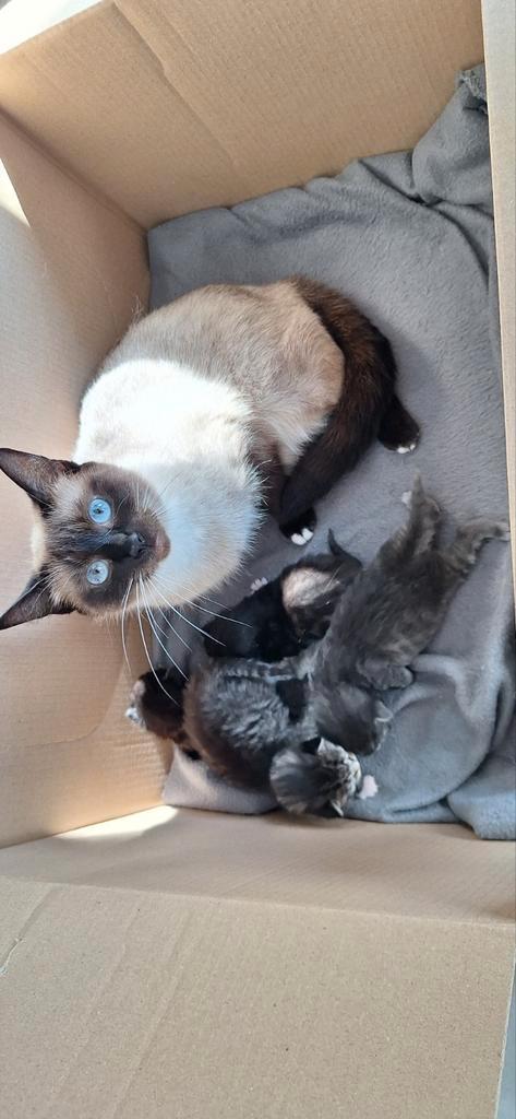 Prachtige kittens, Dieren en Toebehoren, Katten en Kittens | Overige Katten, Poes