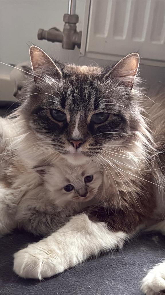 Prachtige Siberische kittens, Dieren en Toebehoren, Meerdere dieren, Ontwormd